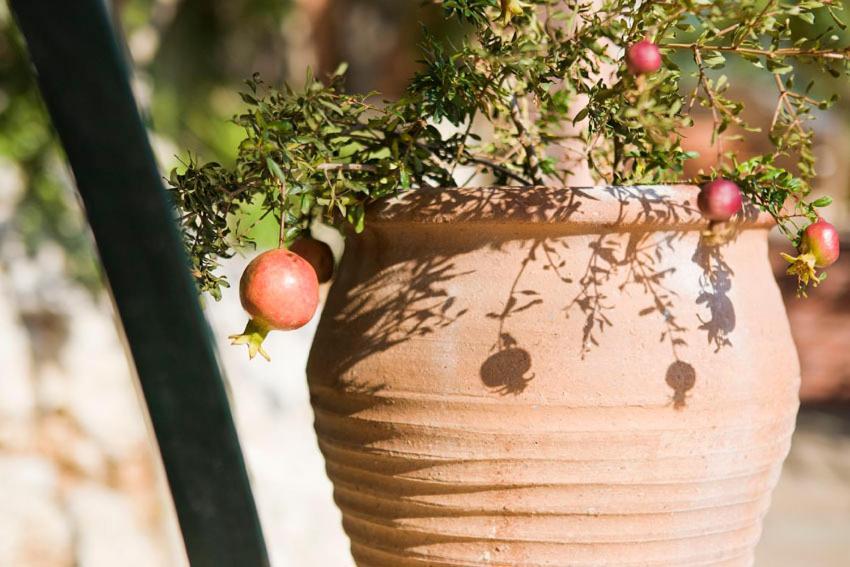 Agathes Traditional Houses Κάστελλος Εξωτερικό φωτογραφία